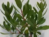 A close-up shot of a plant with green leaves and red stems against a white background. Náhled obrázku produktu