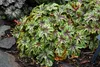 Stauden Gänge 3 x Heucherella Hybride 'Tapestry' im 1 Liter Produktbild-Vorschau 7