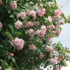 Camélia - Set de 2 - Camellia japonica 'Bonomiana' - Voir les images du produit 5
