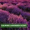 Kitama Aroma Massageöl Lavendel 5-Liter 5L I Pflegendes Produktbild-Vorschau 3