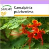 SAFLAX - Páví ker / Hrdosť Barbadosu - Caesalpinia Náhľad obrázku produktu 10