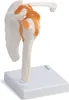 Schulter Schultergelenk Anatomie Modell lebensgroß mit Produktbild-Vorschau 4