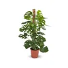 Monstera deliciosa - plante trouée avec tuteur - Voir les images du produit 1