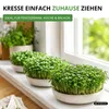 Gartenkresse Einfache Grüne Samen - Lepidium sativum - Produktbild-Vorschau 5