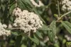 A close-up view of a flowering plant with green leaves. Produktbild-Vorschau