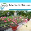 SAFLAX Darčeková sada - púštne ruže - Adenium obesum - 8 Náhľad obrázku produktu 5