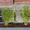 Bloomique - Zestaw 6 szt. - Fargesia Rufa - Bambus - Podgląd zdjęcia produktu 3