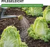 Zichoriensalat Zuckerhut Samen - Cichorium intybus - Produktbild-Vorschau 7