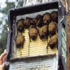 Caverne de chauve-souris en béton de bois Dimensions : Voir les images du produit 2