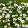 A close-up view of a field of white daisies with yellow centers, with green grass in the background. Náhľad obrázku produktu