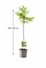 Echte Walnuss 100–120 cm (Juglans regia) – winterharter Produktbild-Vorschau 5