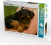 Calvendo Ein Motiv aus dem Kalender Airedale Terrier Welpen Produktbild-Vorschau 1