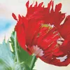 Buzzy Poppy Flowers Semi di papavero - Circa 0,75 gr | Anteprima dell’immagine prodotto 3