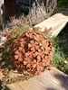 Edelrost Blume Hortensie Hortensie - 31 cm Produktbild-Vorschau 4