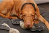 Trixie Zug-Stopp Hundehalsband BE Nordic, XS-S, Produktbild-Vorschau 8