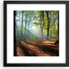 Gerahmtes Poster - Schwarzer Rahmen - Wald Blätter Sonne - Produktbild-Vorschau 1