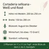 Stauden Gänge 2 x Cortaderia selloana im 1 Liter Topf - Produktbild-Vorschau 6