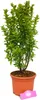 Euonymus japonica. 'Jean Hugues' Kardinál japonský, 2 l Náhľad obrázku produktu 1
