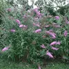 3-er set Schmetterlingsflieder/Buddleja/Sommerflieder, Produktbild-Vorschau 4