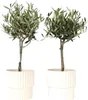 Two potted olive trees against a white background. Produktbild-Vorschau