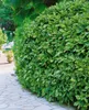 Japanische Aukube Variegata 40-60 cm, im Topf - Aucuba Produktbild-Vorschau 10