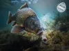 Delphin Wafters Rozpustná Nástraha D SNAX SHELL Scopex Náhled obrázku produktu 2