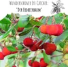 Erdbeerbaum Samen (Arbutus unedo) - Immergrüner Obstbaum Produktbild-Vorschau 2