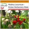 SAFLAX - Garden in the bag - Krzew Herbaciany Mate - 10 Podgląd zdjęcia produktu 9