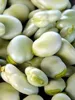 Graines potagères Fève Windsor mi-précoce Voir les images du produit 7