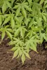 Acer palmatum 'Osakazuki', Japanischer Ahorn, leuchtend Produktbild-Vorschau 3