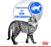ROYAL CANIN FHN Indoor - mokra karma dla kota dorosłego w Anteprima dell’immagine prodotto 7