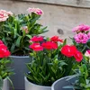 Bloomique - 6er-Mix - Dianthus - Nelken - Farb-Mix - Produktbild-Vorschau 4