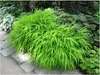 A bright green ornamental grass plant is shown in a garden setting, next to a paved walkway. Produktbild-Vorschau