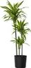 Dracena - Dracaena 'Lemon Lime' - Wysokość 130-140cm - Podgląd zdjęcia produktu 5