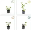 Podzimní sasanka Robustissima, 60 rostlin, Ø 9 cm ↕ 10–25 Náhled obrázku produktu 6