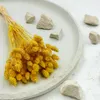 Phalaris Getrocknete - Kanariengras - Gelb Produktbild-Vorschau 7