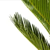 Close-up of green palm fronds against a white background. Produktbild-Vorschau