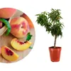 Meine Orangerie - Zwergobst Stämmchen Pfirsich - Produktbild-Vorschau 1