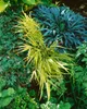 Japanisches Berggras, im Topf - Hakonechloa macra Produktbild-Vorschau 11