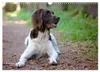 Faszination Jagdhund - Kleiner Münsterländer (Wandkalender Produktbild-Vorschau 5