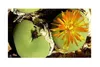 10x Conophytum calculus Zwergsukkulente Sukkulente Zimmer Produktbild-Vorschau 2