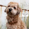 A close-up of a small, fluffy brown dog wearing a brown leather collar. Produktbild-Vorschau