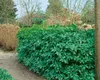 Aucuba japonica 'Rozannie', Japanische Aukube, immergrün, Produktbild-Vorschau 3
