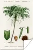 MuchoWow® Poster Baum - Vintage - Saatgut 40x60 cm - Produktbild-Vorschau 1