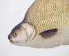 Gaby Kuscheltier Fisch Kissen Stofftier Plüschtier Produktbild-Vorschau 2