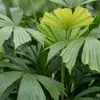 Trendyplants - Caryota Mitis - Palma rybí ocas - pokojová Náhled obrázku produktu 3