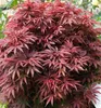 Fächerahorn ´RHODE ISLAND RED´ 100-110 cm, Cont. 7,5 l Produktbild-Vorschau 1