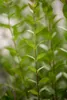 A close-up view of a plant stem with green leaves. Produktbild-Vorschau