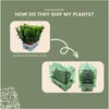 Euonymus Green Spire – japoński trzmielina – 12 roślin Ø7cm Podgląd zdjęcia produktu 6
