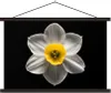 MuchoWow® Textilposter Eine weiße Narzissenblüte auf Produktbild-Vorschau 1